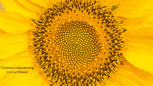 fibo sunflower